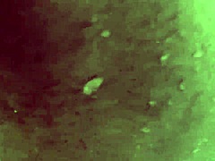 Vizinha Ebony Fode no Chuveiro, Ama Pau Preto Grande e Gozada