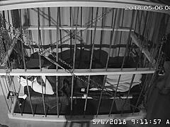 Gay bound in cage cam feed