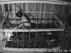 Gay bound in cage cam feed