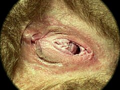 Intriguing close-up of hairy pussy in sweet nest hd sex scene. By rumesco.