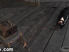 Why is this hotty collared with legs forced wide for nasty action?