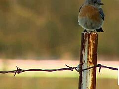 oh man, i'm still buzzin' from swapping cum with francesca and savannah gold in that wild ffm threesome, ya know?