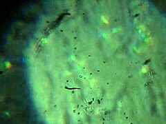 Here's More of My Cum, Enough to Get You Pregnant