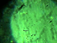 Here's More of My Cum, Enough to Get You Pregnant