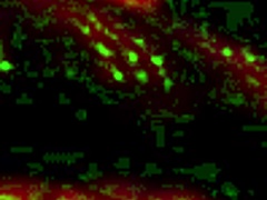 kanedamaaka so exicted he rips my leggings apart