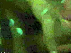 Big Dick Masturbates with Monster Cock!