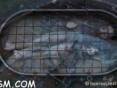 t beauty gets her fuck holes filled with blowjob, fucking, and toys in bdsm session