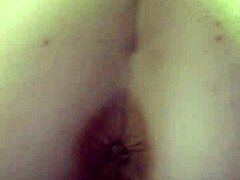 Black Bulls Bunny Ravishing Ray Main Bunny