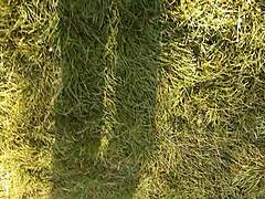 village girl masturbates hairy pussy to orgasm during lunch break!