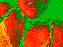 Exotic Colombian babe Bluee feels intense pleasure as her natural tits shake while getting pussy licked wildly.