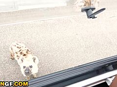 Big Cock Rips Bubble Butt Ebony Slut On Safari