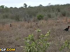 tight ebony pussy hammered by huge american cock in camper