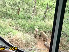 ever wonder how cute black gf handles euro cock deep