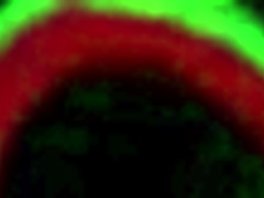 ava lee rims rome major then takes face fuck post workout