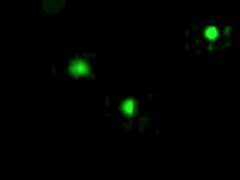 monster hunter dominated by hybrid demon girl in roblox rule34 cowgirl deepthroat femdom