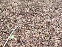 petite asian babe pees sexy in the forest